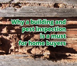 Why a building and pest inspection is a must for home buyers