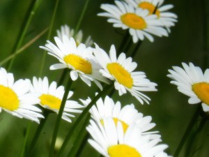 daisies