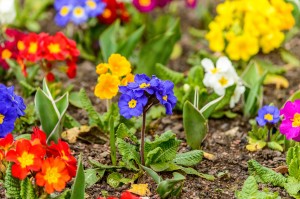 Spring flowers